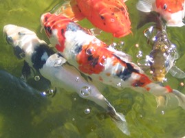 Koi8